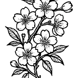 Tatouage cerisier japonais intégral Tatouage cerisier japonais intégral