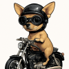Tatouage Chihuahua Biker Harley Philipe tatouage-chihuahua-biker-harley-philipe