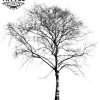 tatouage ephemere arbre bouleau naturel tatouage arbre