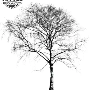 tatouage ephemere arbre bouleau naturel tatouage arbre tatouage ephemere arbre bouleau naturel tatouage arbre