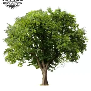 tatouage-ephemere-arbre-nature-design-unique tatouage-ephemere-arbre-nature-design-unique