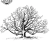 tatouage ephemere arbre noyer design naturel temporaire tatouage arbre tatouage ephemere arbre noyer design naturel temporaire tatouage arbre