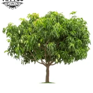 tatouage-ephemere-arbre-realiste-nature-temporary-tattoo tatouage-ephemere-arbre-realiste-nature-temporary-tattoo