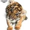 tatouage-ephemere-bebe-tigre-design-temporaires-tatouage-tigre tatouage-ephemere-bebe-tigre-design-temporaires-tatouage-tigre