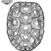 tatouage-ephemere-tortue-design-carapace