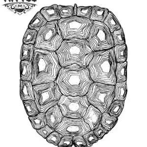 tatouage-ephemere-tortue-design-carapace tatouage-ephemere-tortue-design-carapace