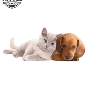 tatouage-ephemere-chat-chien-duo-animaux-tendance tatouage-ephemere-chat-chien-duo-animaux-tendance