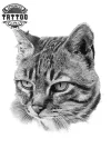 tatouage-ephemere-chat-gris-temporaire-longue-duree tatouage-ephemere-chat-gris-temporaire-longue-duree