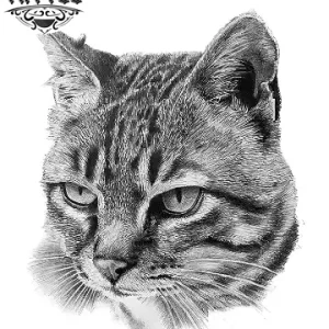tatouage-ephemere-chat-gris-temporaire-longue-duree tatouage-ephemere-chat-gris-temporaire-longue-duree