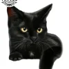 tatouage-ephemere-chat-noir-realiste-accessoire-temporaire-style-felin tatouage-ephemere-chat-noir-realiste-accessoire-temporaire-style-felin