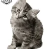 tatouage-ephemere-chat-petit-temporaires-longue-duree tatouage-ephemere-chat-petit-temporaires-longue-duree