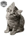 tatouage-ephemere-chat-petit-temporaires-longue-duree tatouage-ephemere-chat-petit-temporaires-longue-duree