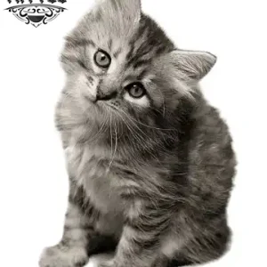 tatouage-ephemere-chat-petit-temporaires-longue-duree tatouage-ephemere-chat-petit-temporaires-longue-duree