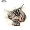 tatouage-ephemere-chat-qui-dort-adorable-amoureux-felins tatouage-ephemere-chat-qui-dort-adorable-amoureux-felins