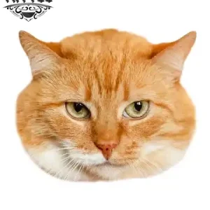 tatouage-ephemere-chat-roux-sur-peau-image-produi tatouage-ephemere-chat-roux-sur-peau-image-produi