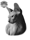 tatouage-ephemere-chat-sphynx-sans-poil tatouage-ephemere-chat-sphynx-sans-poil