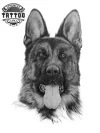 tatouage-ephemere-chien-berger-allemand-temporary-tattoo tatouage-ephemere-chien-berger-allemand-temporary-tattoo