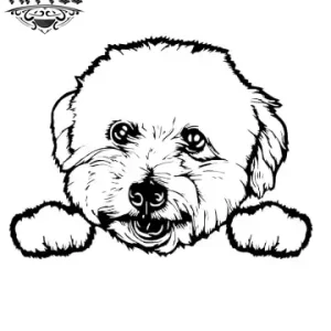 tatouage-ephemere-chien-bichon-art-corporel-temporaire