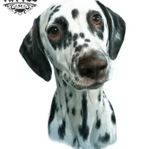 tatouage-ephemere-chien-dalmatien-peau-sensible tatouage-ephemere-chien-dalmatien-peau-sensible