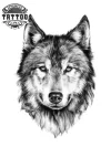 tatouage-ephemere-chien-husky-temporary-tattoo-image-alt tatouage-ephemere-chien-husky-temporary-tattoo-image-alt