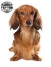 tatouage-ephemere-chien-realiste-temporaire-haute-qualite