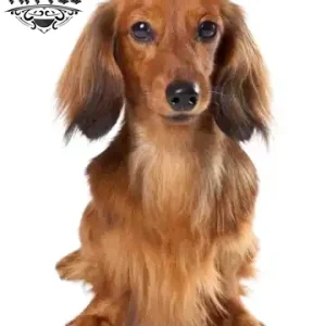 tatouage-ephemere-chien-realiste-temporaire-haute-qualite tatouage-ephemere-chien-realiste-temporaire-haute-qualite