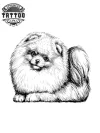 tatouage-ephemere-chien-spitz-adorable-facile-a-appliquer tatouage-ephemere-chien-spitz-adorable-facile-a-appliquer