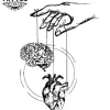 tatouage coeur cerveau ephemere design original symbolique tatouage coeur cerveau ephemere design original symbolique