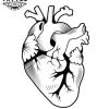 tatouage ephemere coeur organe realiste tatouage ephemere coeur organe realiste