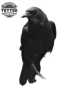 tatouage-ephemere-corbeau-design-photo-haut-de-gamme tatouage-ephemere-corbeau-design-photo-haut-de-gamme