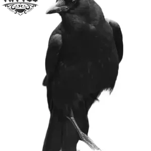 tatouage-ephemere-corbeau-design-photo-haut-de-gamme tatouage-ephemere-corbeau-design-photo-haut-de-gamme