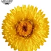 tatouage ephemere fleur immortelle durable et elegant