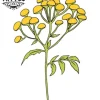 tatouage-ephemere-fleur-immortelle-corse-design-unique-naturel-tatouage-fleur tatouage-ephemere-fleur-immortelle-corse-design-unique-naturel-tatouage-fleur