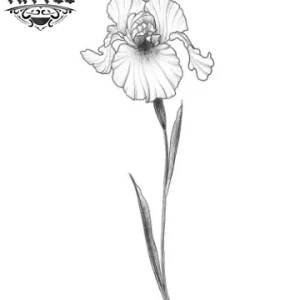 tatouage-fleur-ephemere-iris-design-temporaire-elegant tatouage-fleur-ephemere-iris-design-temporaire-elegant