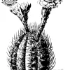 tatouage-fleur-tropicale-design-floral-temporaire-tatouage-ephemere