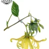 tatouage-fleur-ylang-ylang-design-floral-temporary-tattoo tatouage-fleur-ylang-ylang-design-floral-temporary-tattoo