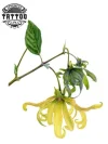 tatouage-fleur-ylang-ylang-design-floral-temporary-tattoo tatouage-fleur-ylang-ylang-design-floral-temporary-tattoo