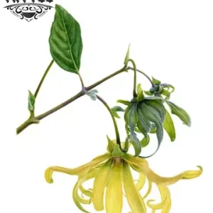 tatouage-fleur-ylang-ylang-design-floral-temporary-tattoo tatouage-fleur-ylang-ylang-design-floral-temporary-tattoo