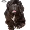 tatouage CHIEN éphémère gros chien réaliste décoration temporaire canine