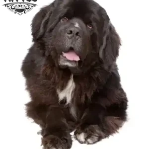 tatouage CHIEN éphémère gros chien réaliste décoration temporaire canine