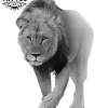 tatouage-lion-qui-marche-realiste-ephemere-bras-dos tatouage-lion-qui-marche-realiste-ephemere-bras-dos