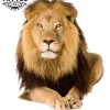 tatouage-ephemere-lion-realiste-grand-format-waterproof tatouage-ephemere-lion-realiste-grand-format-waterproof