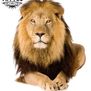 tatouage-ephemere-lion-realiste-grand-format-waterproof tatouage-ephemere-lion-realiste-grand-format-waterproof