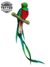 tatouage-ephemere-oiseau-exotique-temporain-peau tatouage-ephemere-oiseau-exotique-temporain-peau
