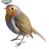 tatouage-oiseau-ephemere-design-realiste-peaux-sensibles tatouage-oiseau-ephemere-design-realiste-peaux-sensibles