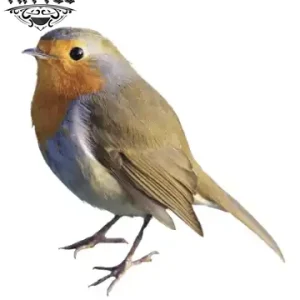 tatouage-oiseau-ephemere-design-realiste-peaux-sensibles