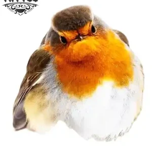 tatouage-ephemere-oiseau-rouge-tendance-realiste