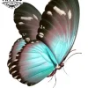 tatouage-ephemere-papillon-bleu-turquoise-longue-duree-waterproof tatouage-ephemere-papillon-bleu-turquoise-longue-duree-waterproof