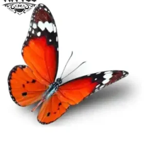 tatouage-ephemere-papillon-orange-durable-tendance tatouage-ephemere-papillon-orange-durable-tendance