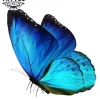 tatouage-ephemere-papillon-realiste-ultra-detaille-peau-temporary-tattoo tatouage-ephemere-papillon-realiste-ultra-detaille-peau-temporary-tattoo